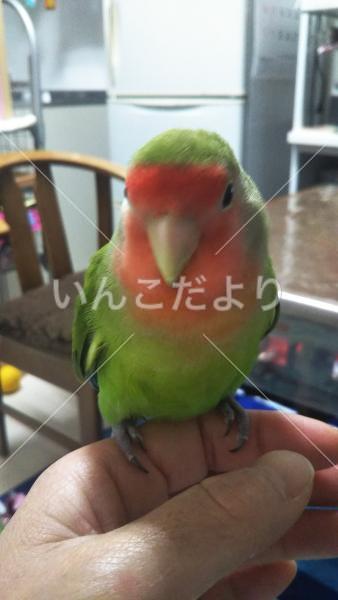 迷い鳥の写真