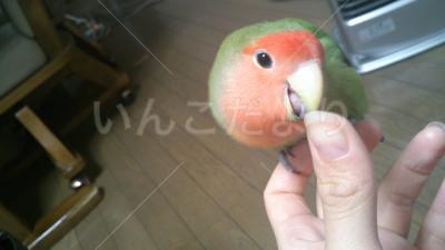 迷い鳥の写真