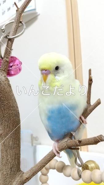 迷い鳥の写真