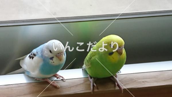迷い鳥の写真