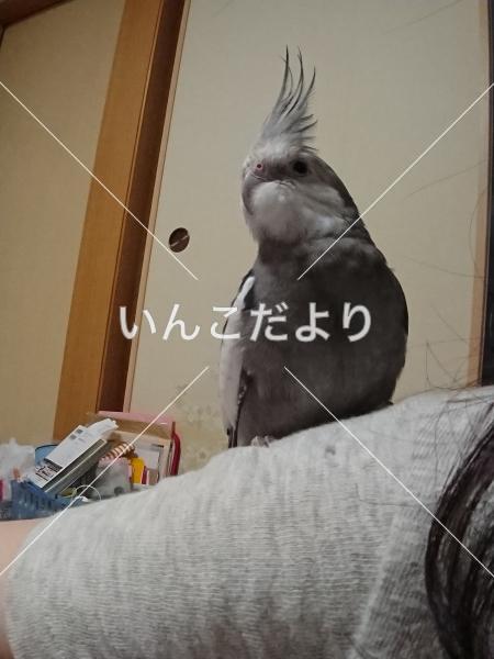 迷い鳥の写真