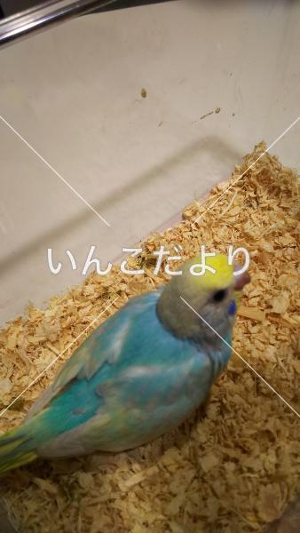 迷い鳥の写真