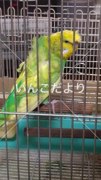 保護鳥の写真