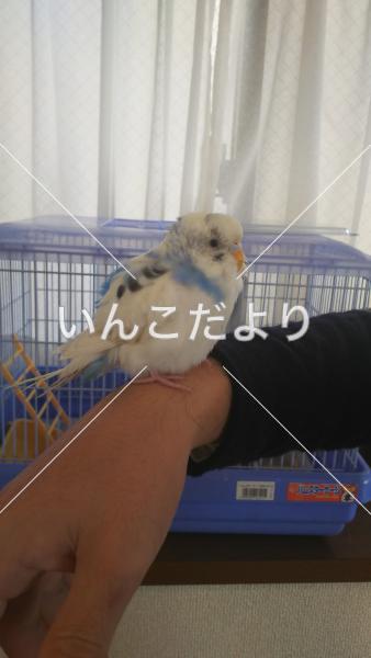 保護鳥の写真