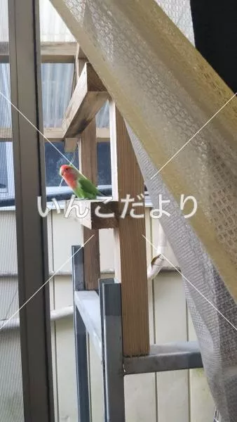 保護鳥の写真