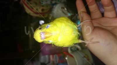 迷い鳥の写真