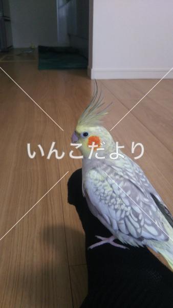 迷い鳥の写真