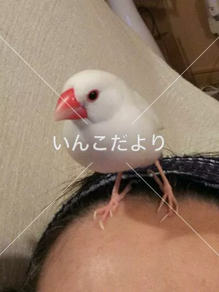 迷い鳥の写真