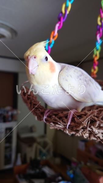 迷い鳥の写真