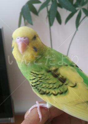 保護鳥の写真
