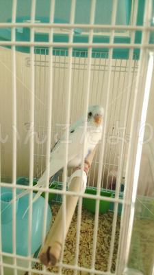 保護鳥の写真