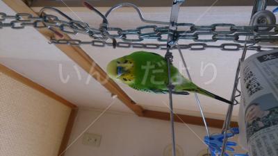 迷い鳥の写真