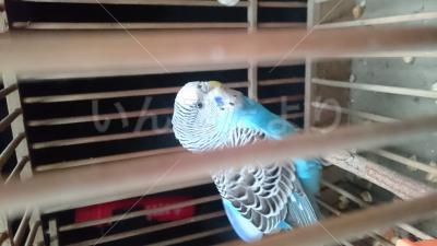 保護鳥の写真