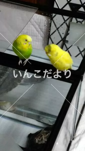 迷い鳥の写真