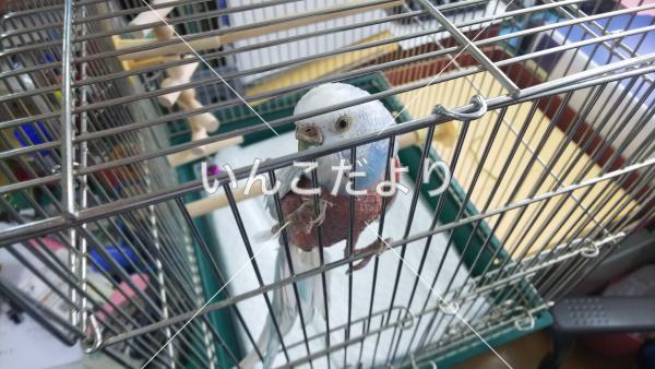 保護鳥の写真