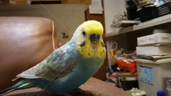 迷い鳥の写真