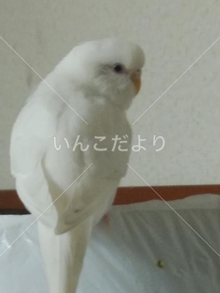 迷い鳥の写真