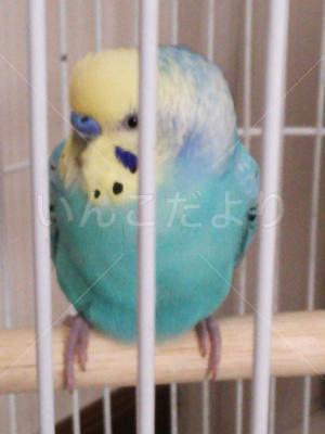 保護鳥の写真