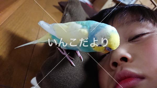 迷い鳥の写真