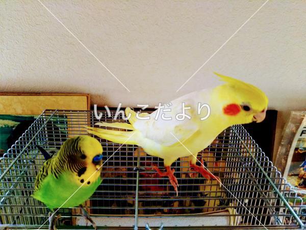 迷い鳥の写真