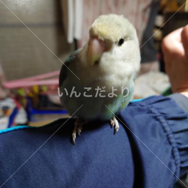 迷い鳥の写真
