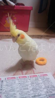迷い鳥の写真