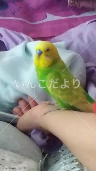迷い鳥の写真