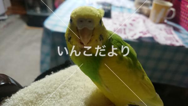 迷い鳥の写真