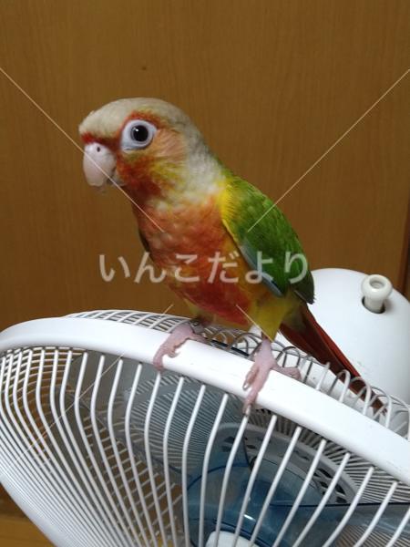 迷い鳥の写真