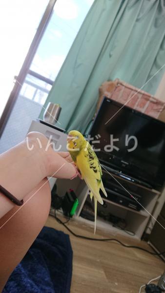 迷い鳥の写真