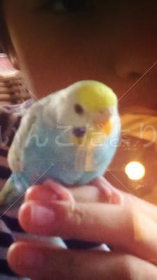 迷い鳥の写真