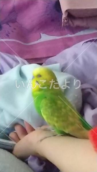 迷い鳥の写真