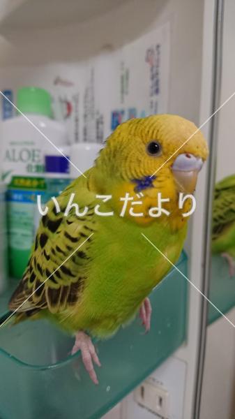 迷い鳥の写真