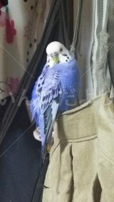 迷い鳥の写真