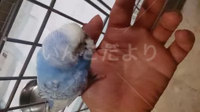 保護鳥の写真