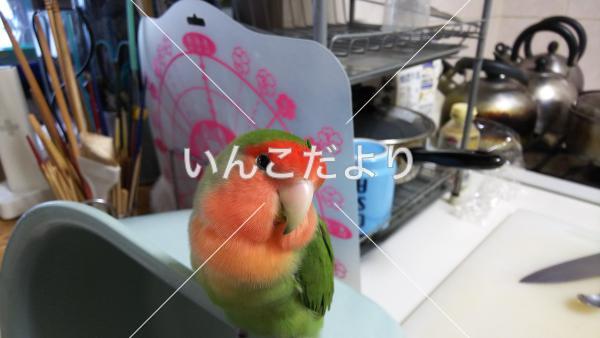 迷い鳥の写真