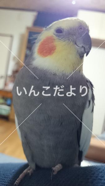 迷い鳥の写真