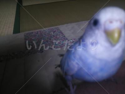 迷い鳥の写真