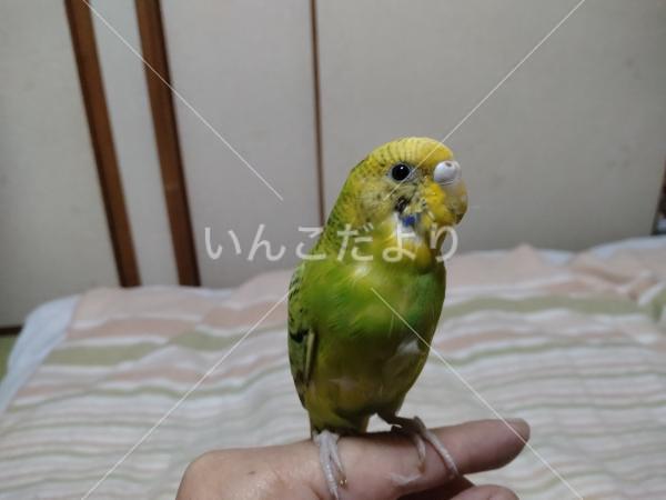 保護鳥の写真