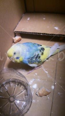 保護鳥の写真
