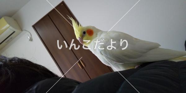 迷い鳥の写真