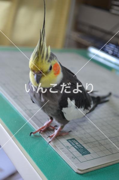 迷い鳥の写真