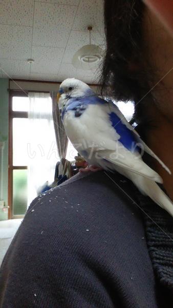 迷い鳥の写真