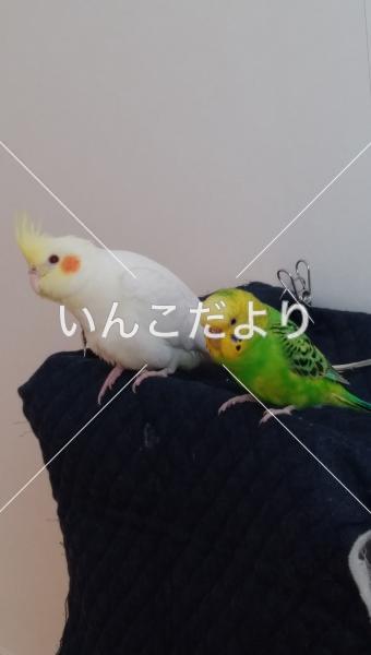 迷い鳥の写真