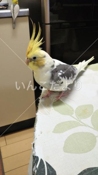 迷い鳥の写真