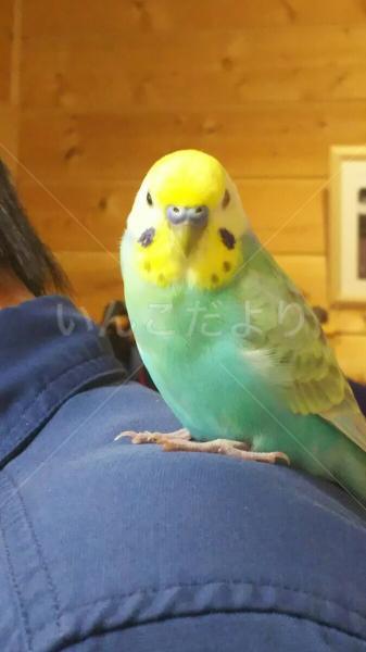 保護鳥の写真