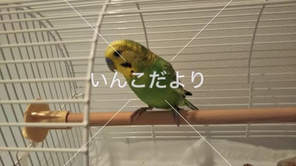 保護鳥の写真