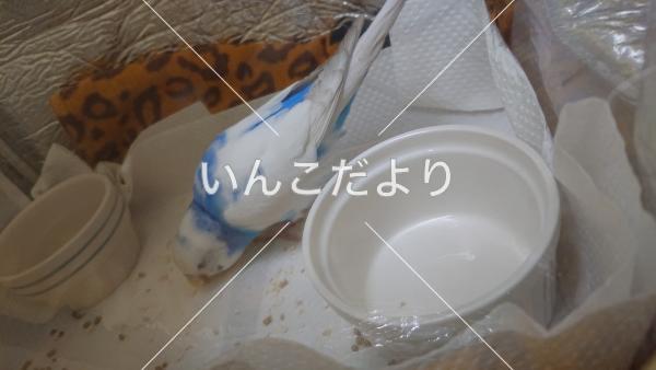 保護鳥の写真
