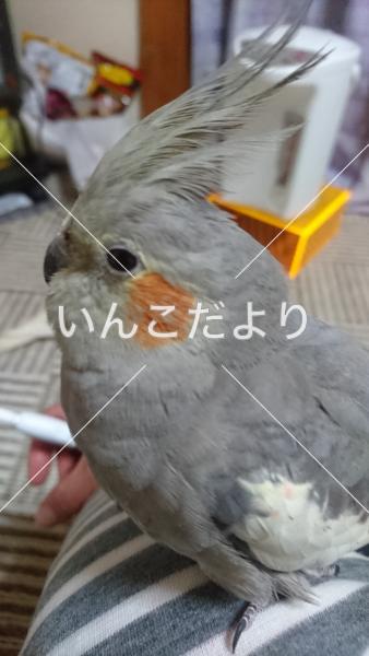 迷い鳥の写真