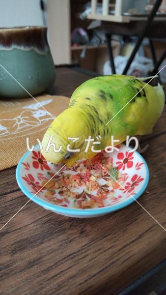 迷い鳥の写真